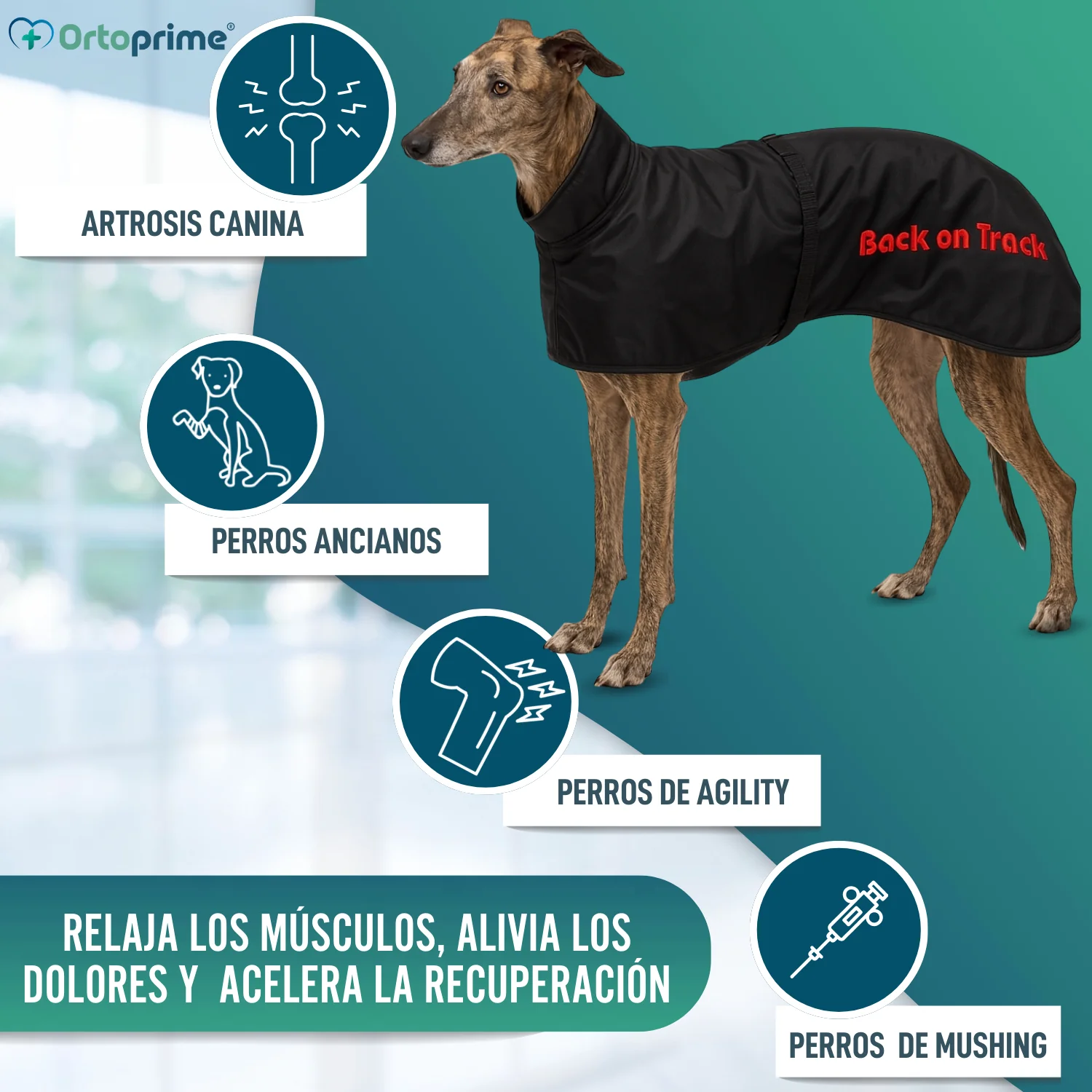 Abrigo Térmico Impermeable para Perro Galgo | 2 Tallas - Image 7