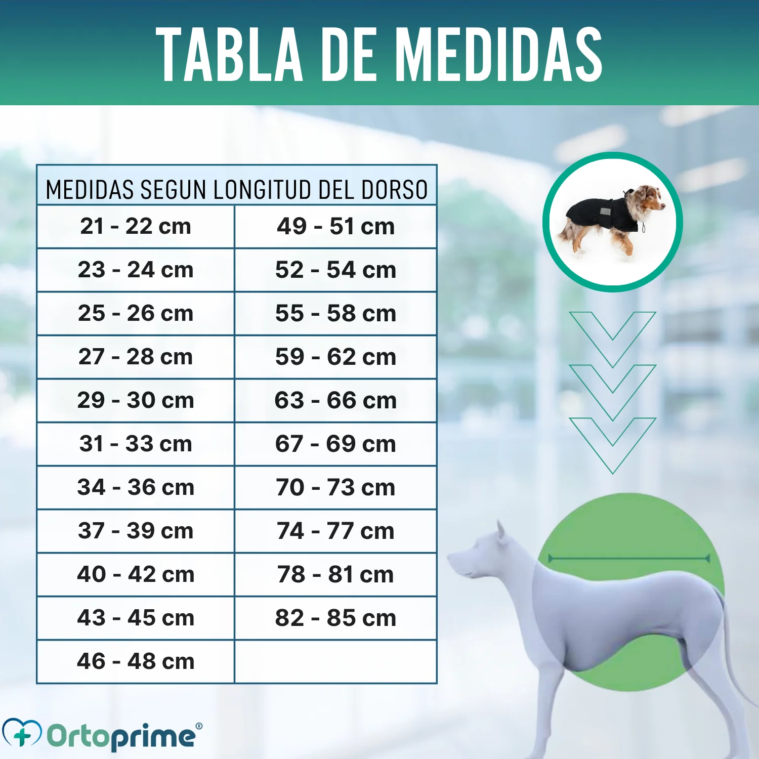 Abrigo Térmico Impermeable para Perros | Back on Track - Image 2