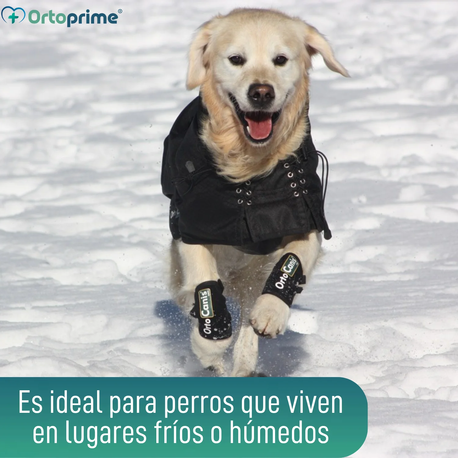Abrigo Térmico Impermeable para Perros | Back on Track - Image 6