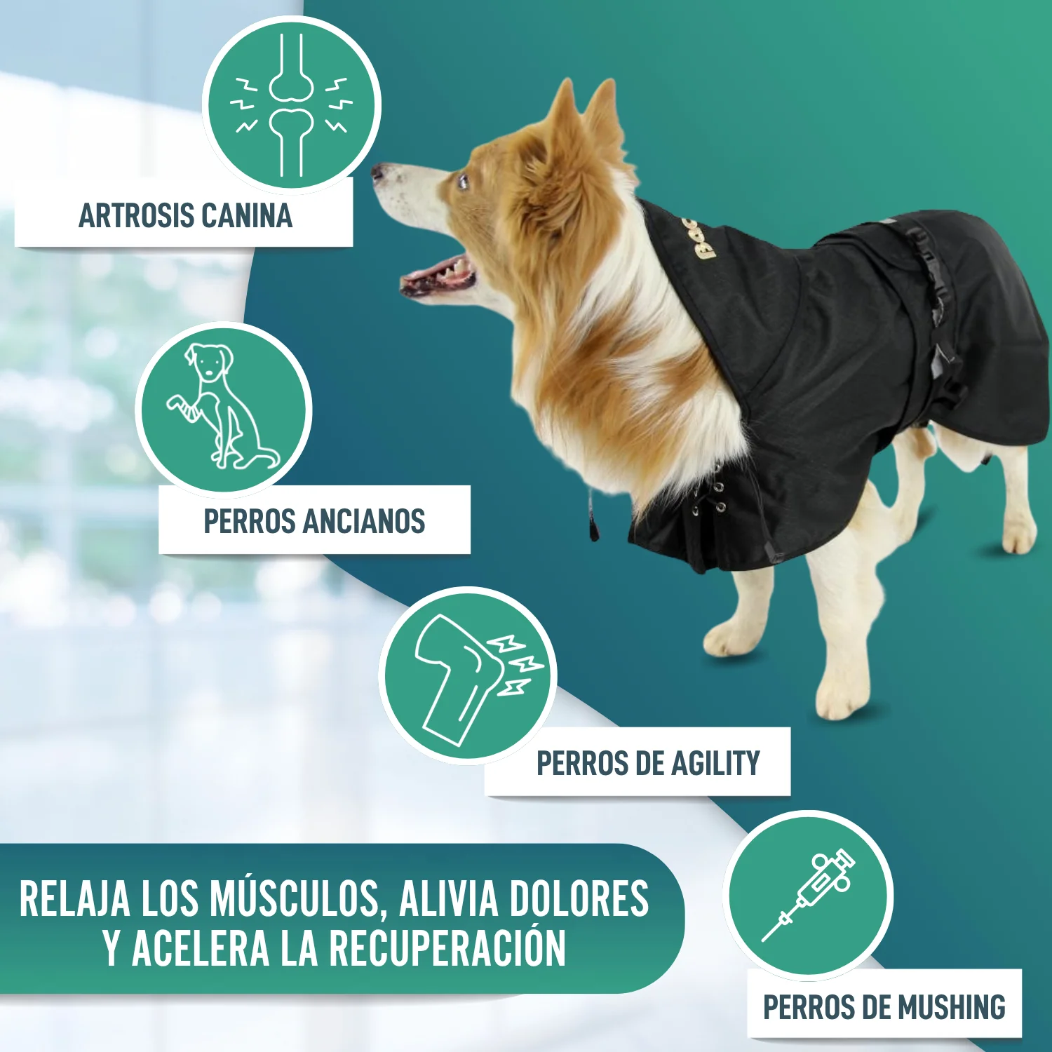 Abrigo Térmico Impermeable para Perros | Back on Track - Image 7