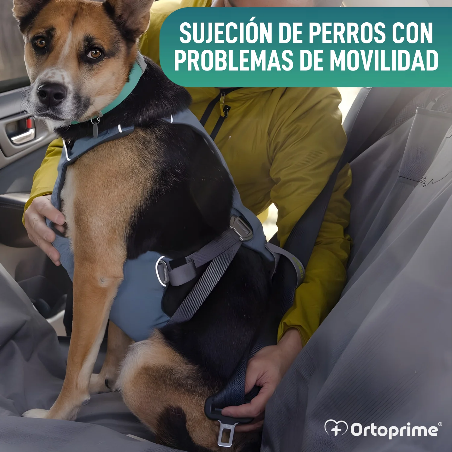 Arnés de Seguridad para Traslado Canino | Mayor Resistencia - Image 5