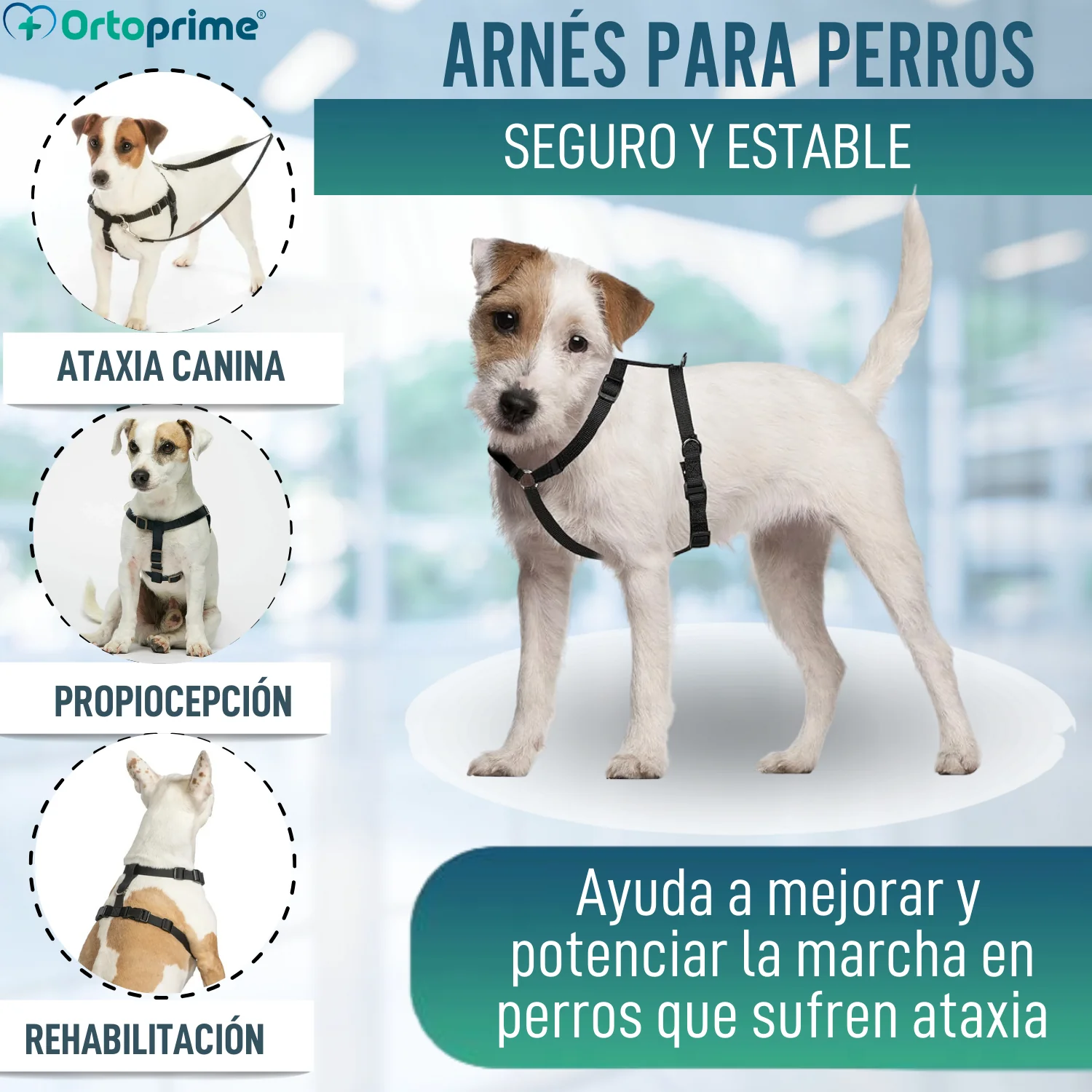 Arnés Canino para Rehabilitación Neurológica | 5 Tallas - Image 3