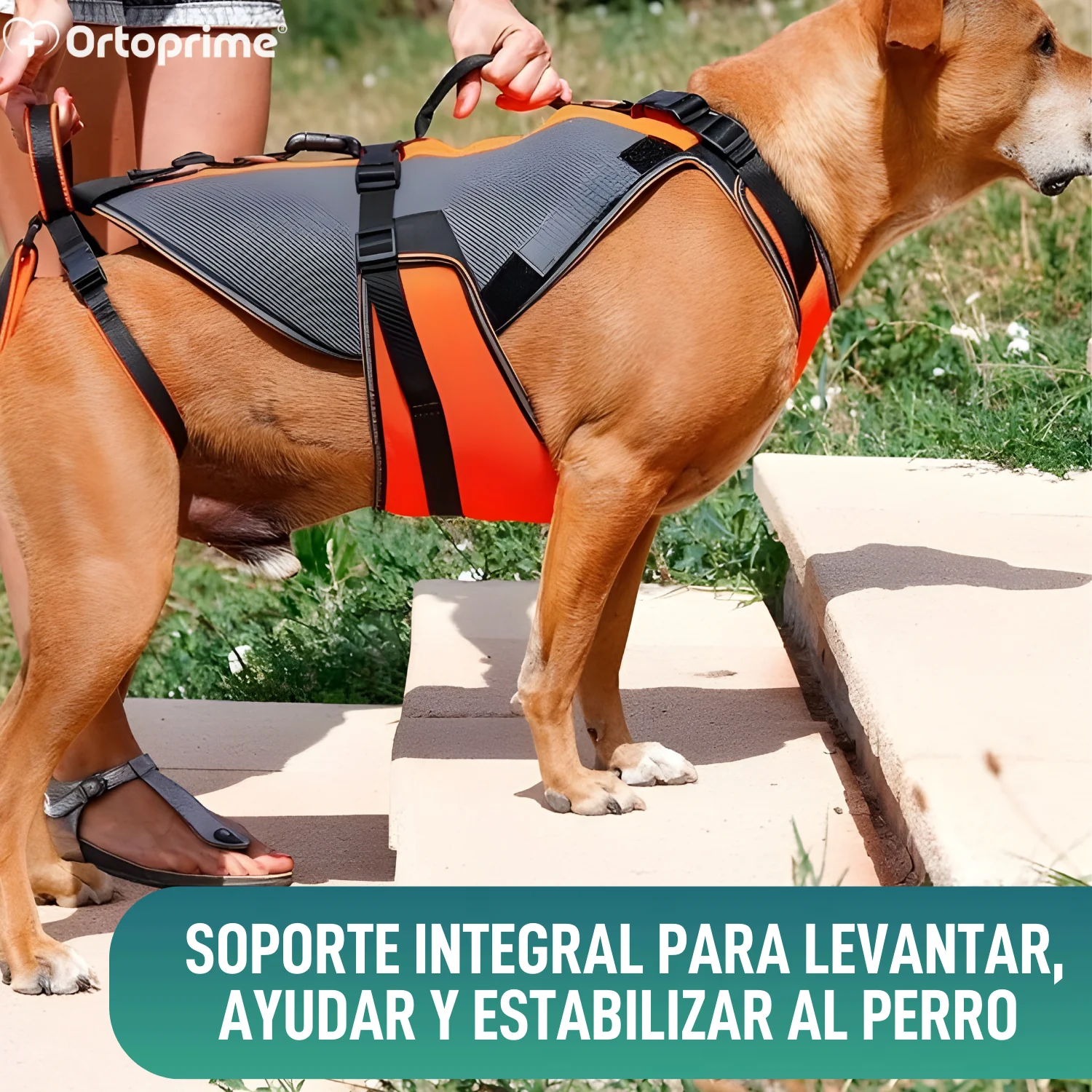 Arnés de Rehabilitación Integral para Perros | Material 3D - Image 4