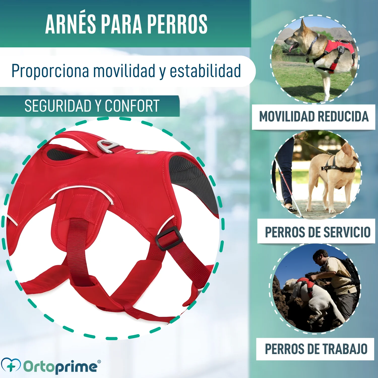 Arnés de Sujeción para Perros de Servicio | 5 Tallas - Image 3