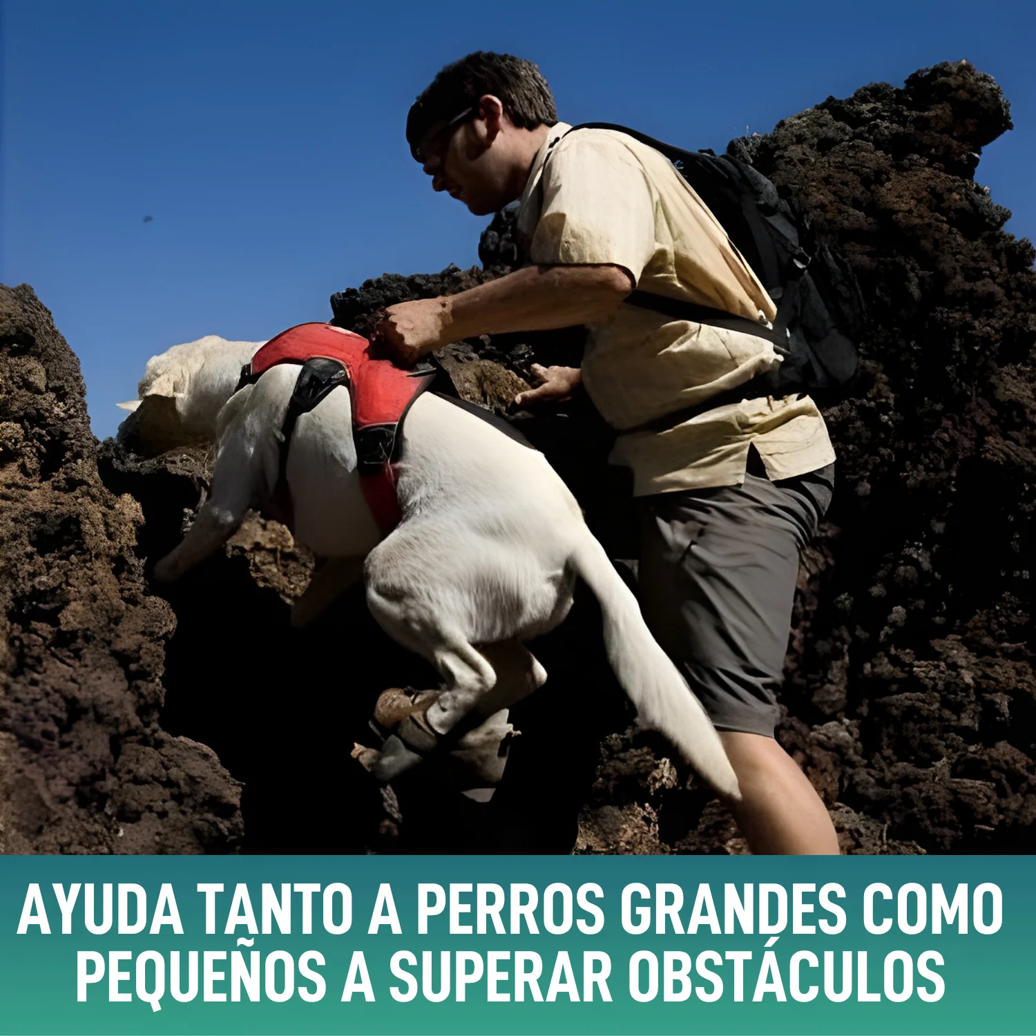 Arnés de Sujeción para Perros de Servicio | 5 Tallas - Image 5