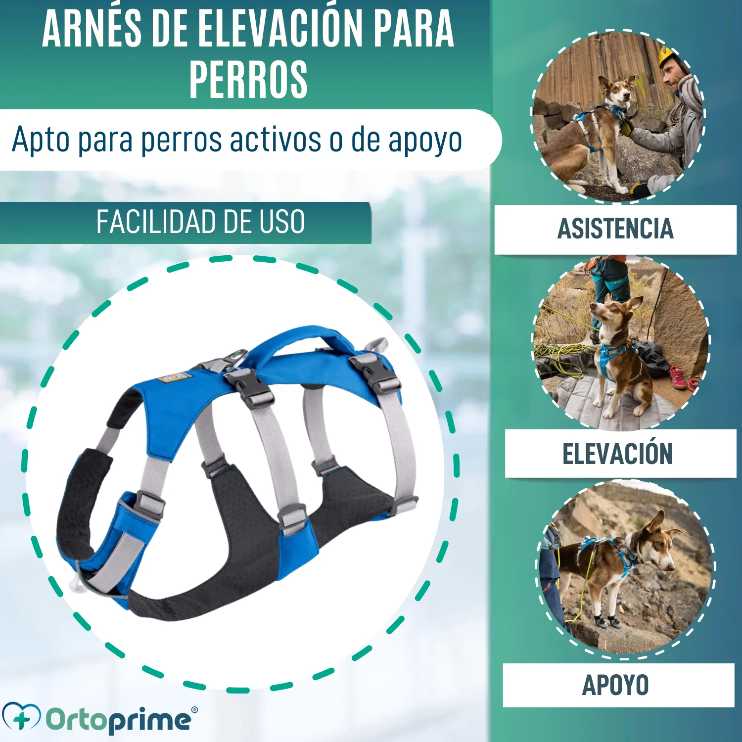 Arnés de Elevación Multiuso Canino | Estructura Resistente - Image 3