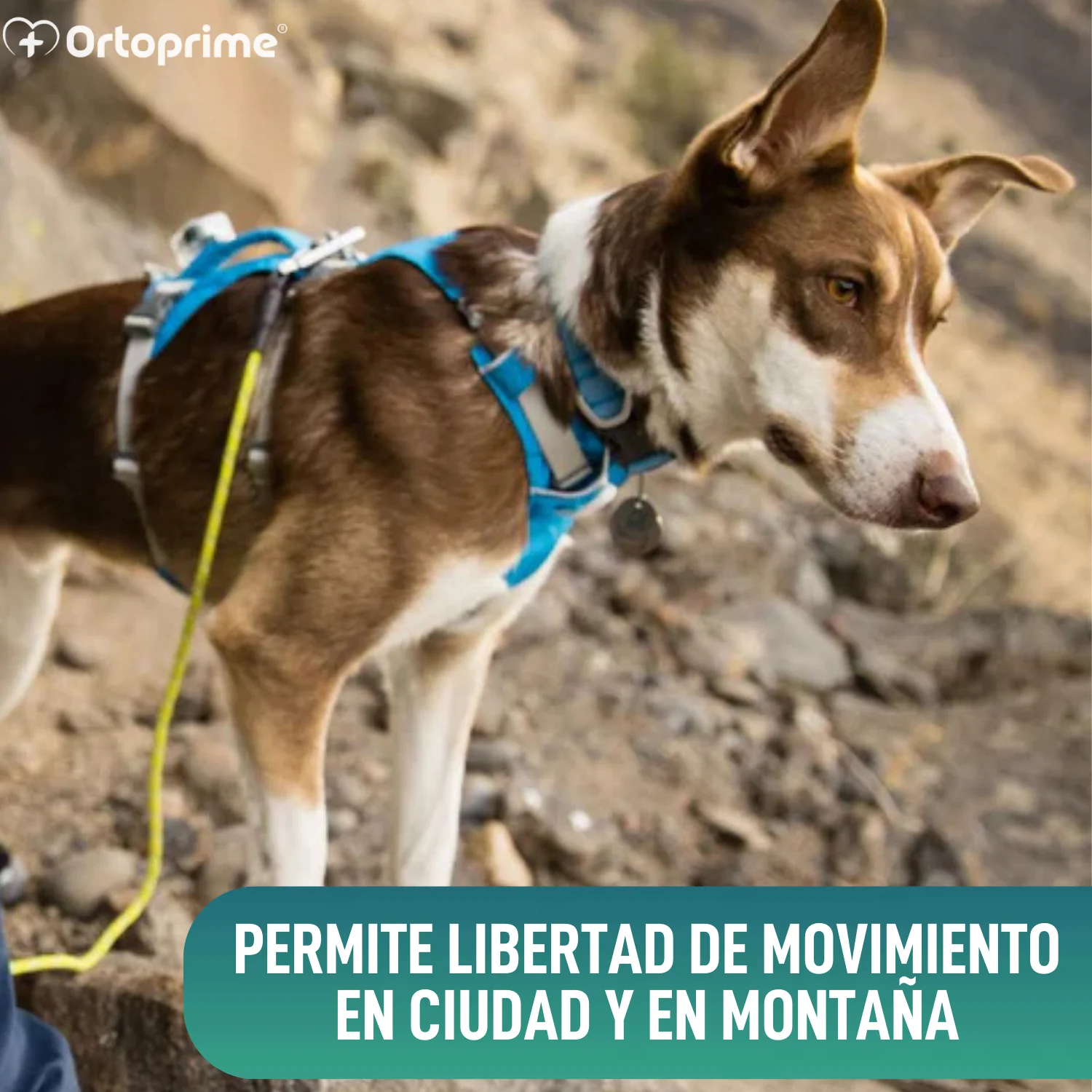 Arnés de Elevación Multiuso Canino | Estructura Resistente - Image 4