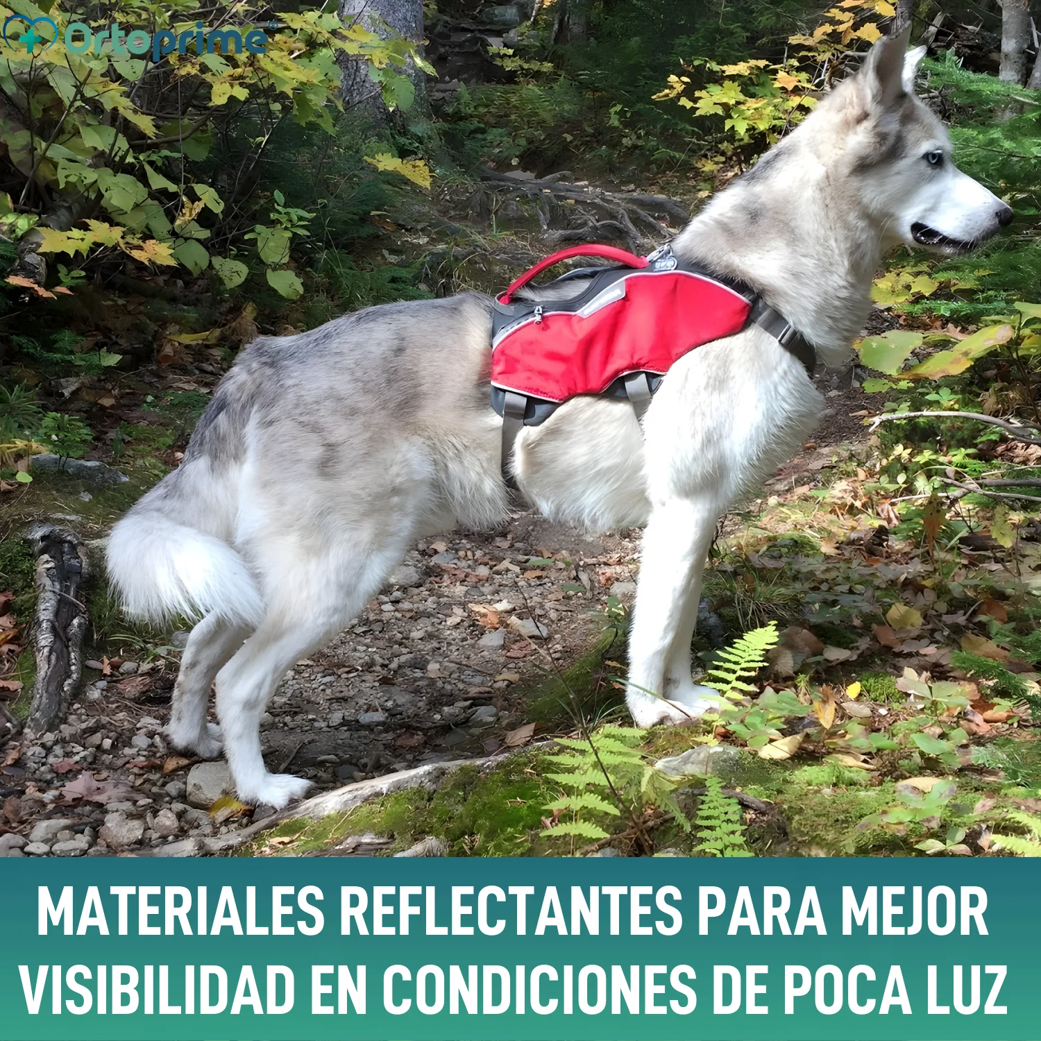 Arnés para Perro de Búsqueda y Rescate | Máxima Resistencia - Image 6