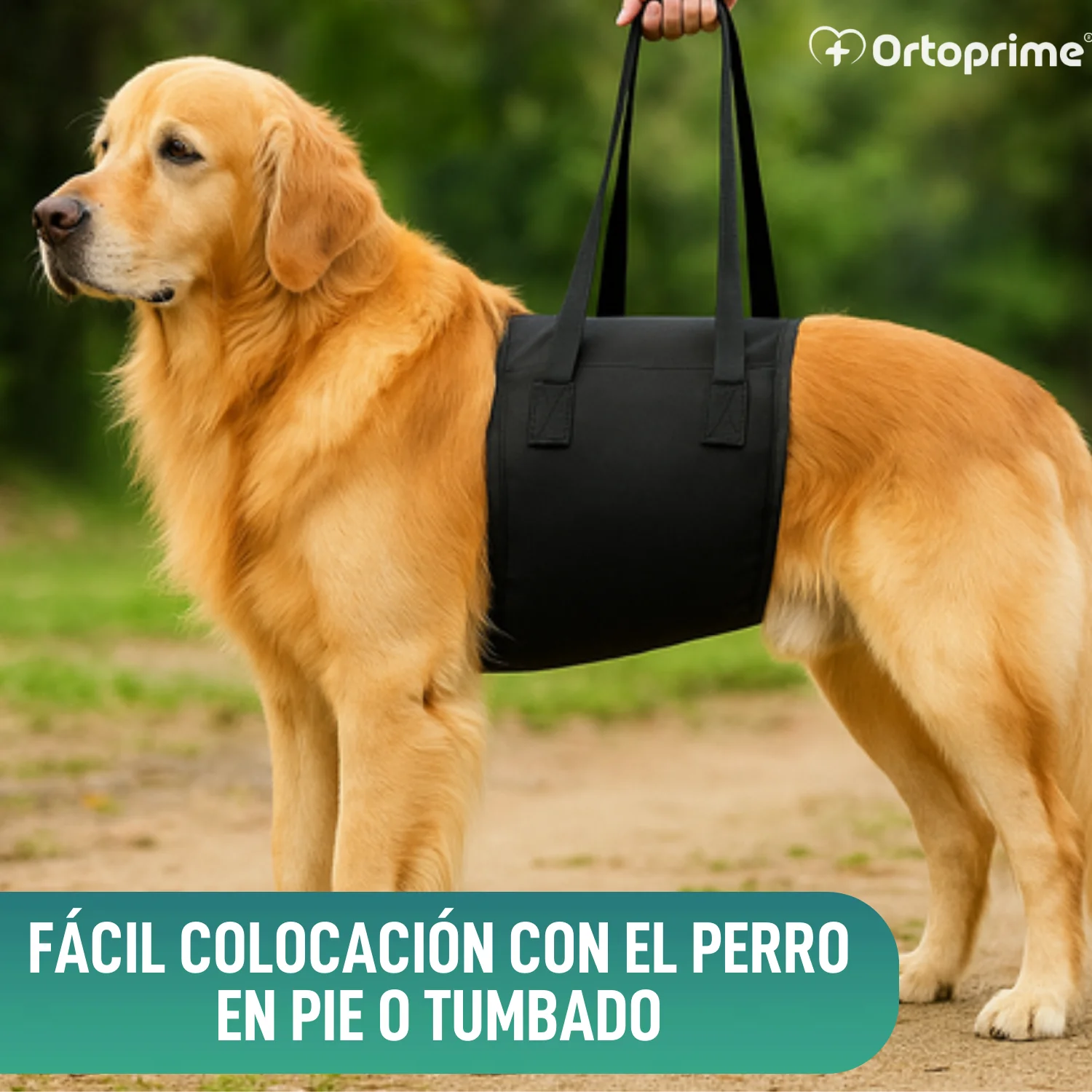 Banda de Ayuda para Perros con Movilidad Reducida | 5 Tallas - Image 4