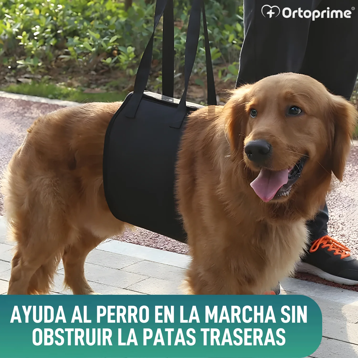 Banda de Ayuda para Perros con Movilidad Reducida | 5 Tallas - Image 6