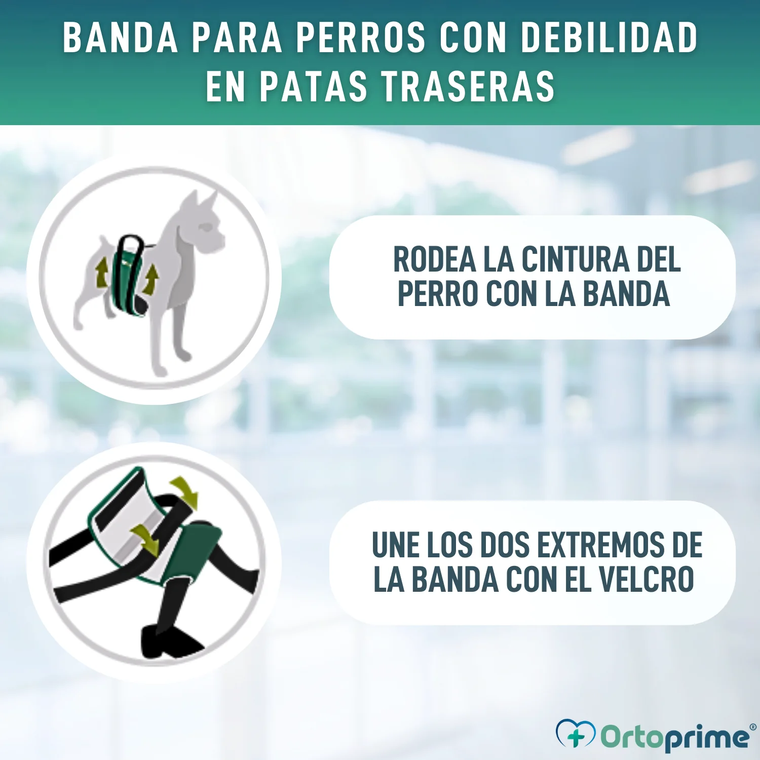 Banda de Ayuda para Perros con Movilidad Reducida | 5 Tallas - Image 8