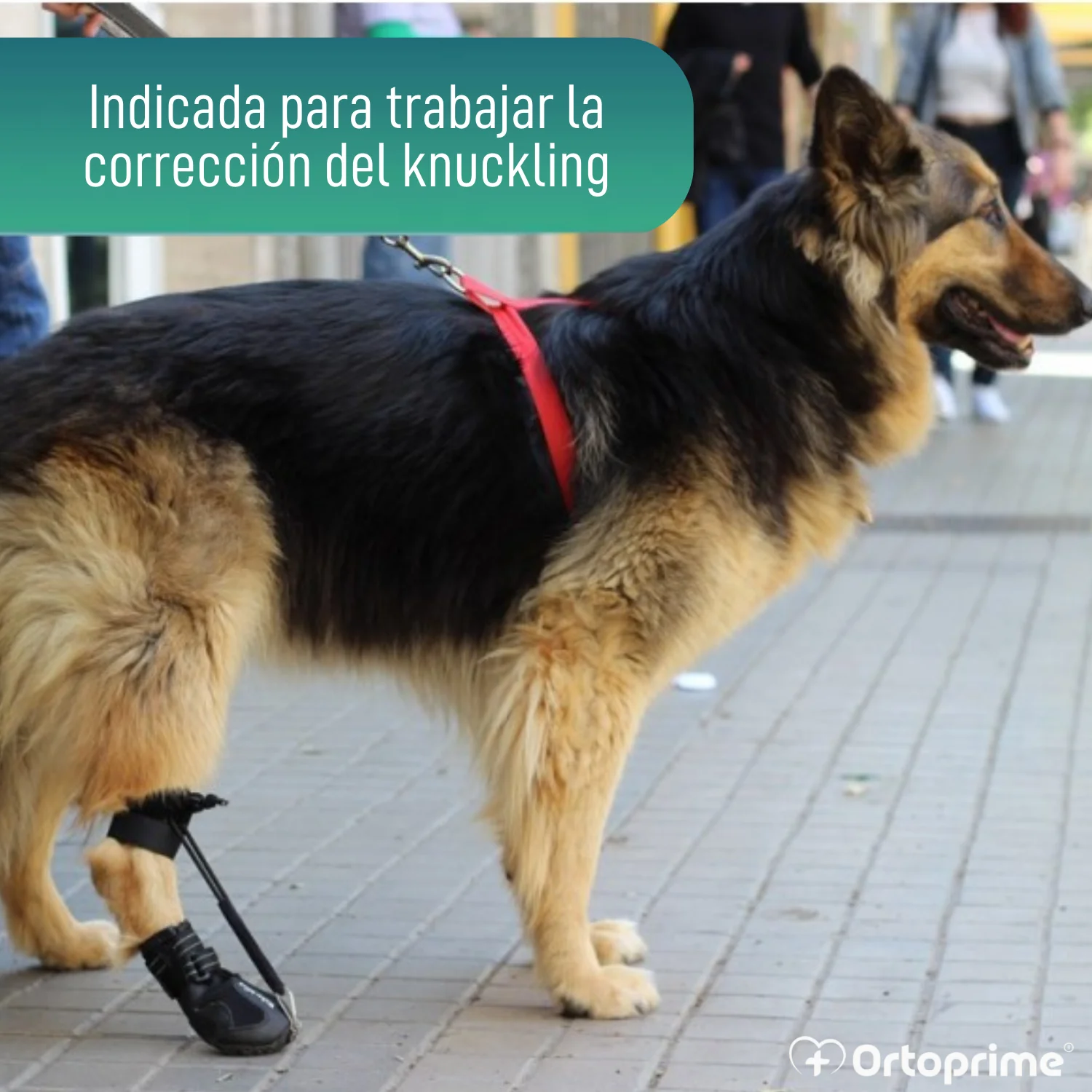 Bota para Corrector Propioceptivo Canino | Suela de Caucho - Image 5
