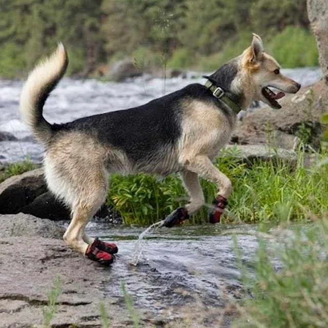 Botas para Perro con Suela Flexible Antideslizante | Por Tallas - Image 5