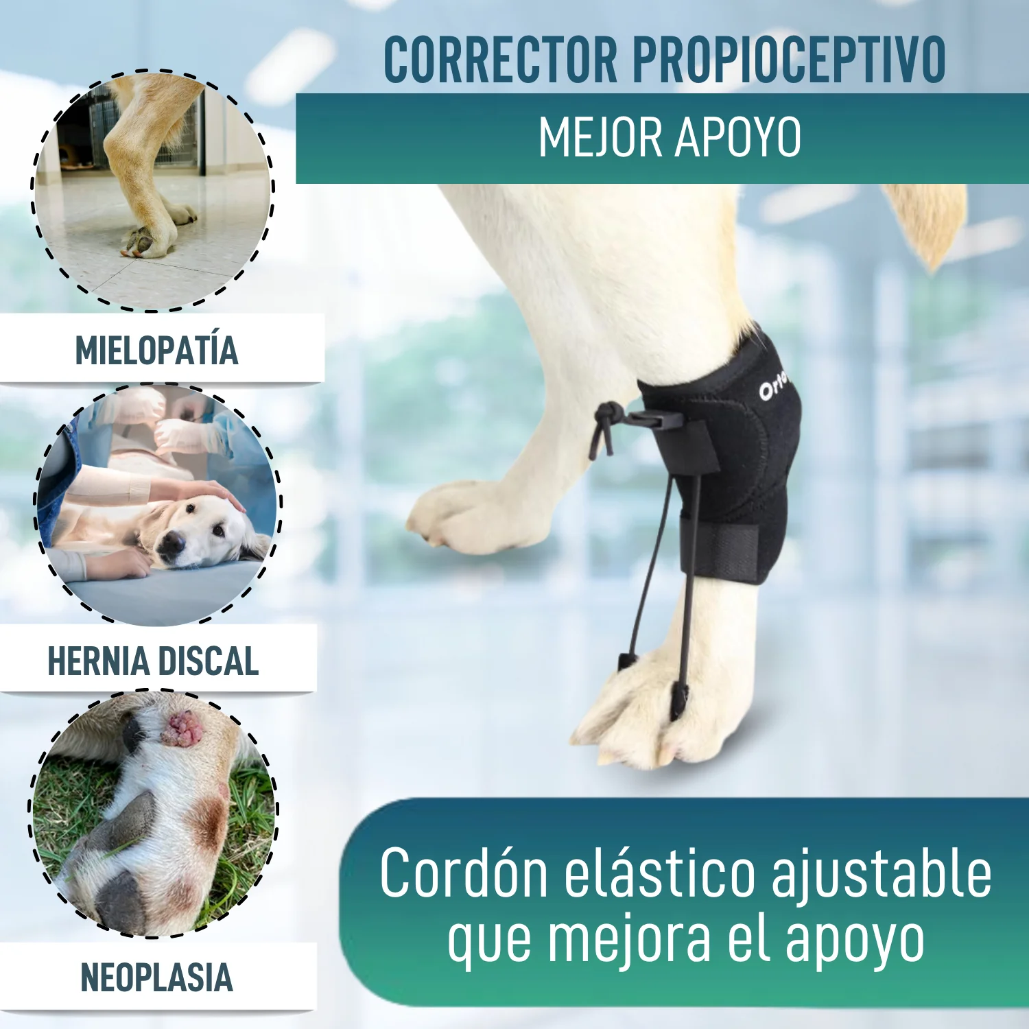 Corrector Propioceptivo para Perros con Knuckling | 5 Tallas - Image 3