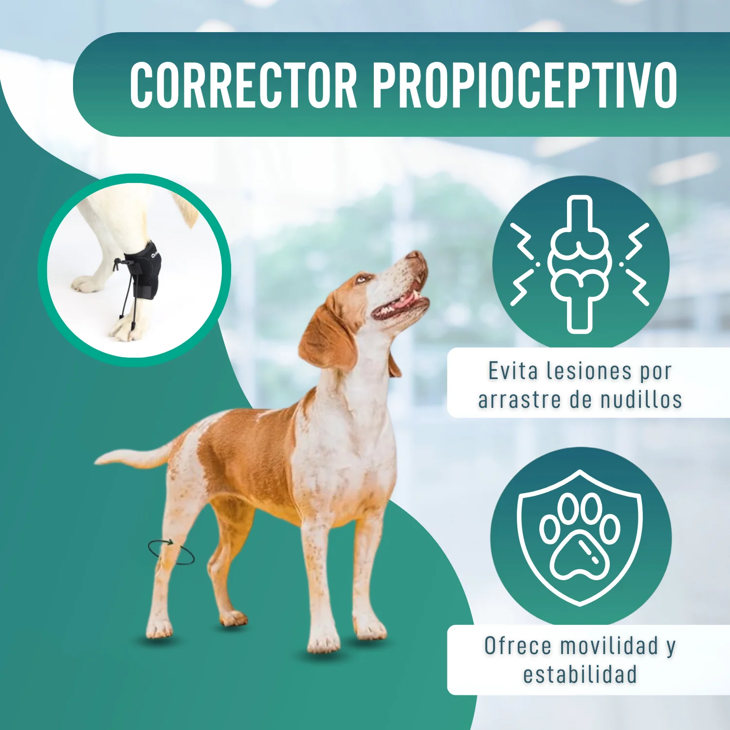 Corrector Propioceptivo para Perros con Knuckling | 5 Tallas - Image 4