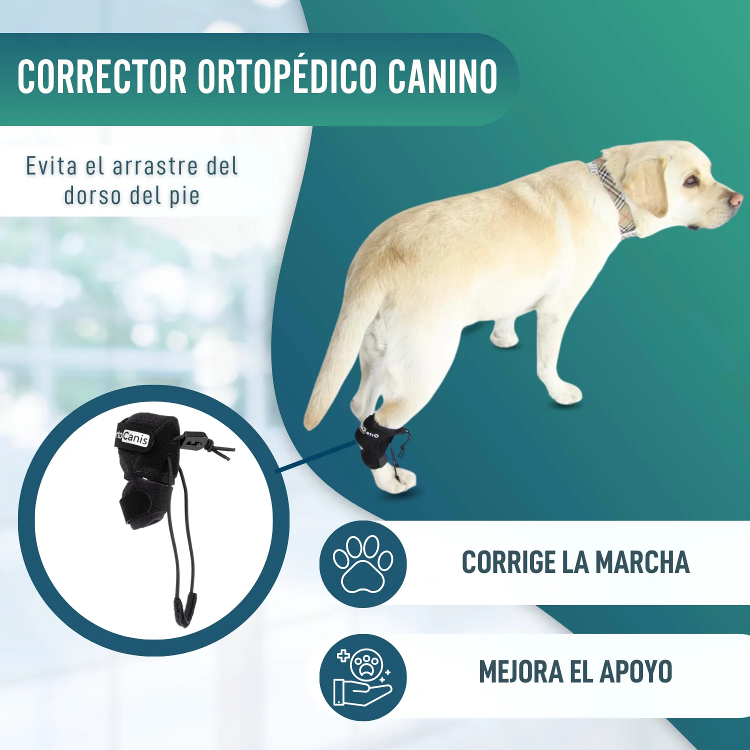 Corrector Propioceptivo para Perros con Knuckling | 5 Tallas - Image 7