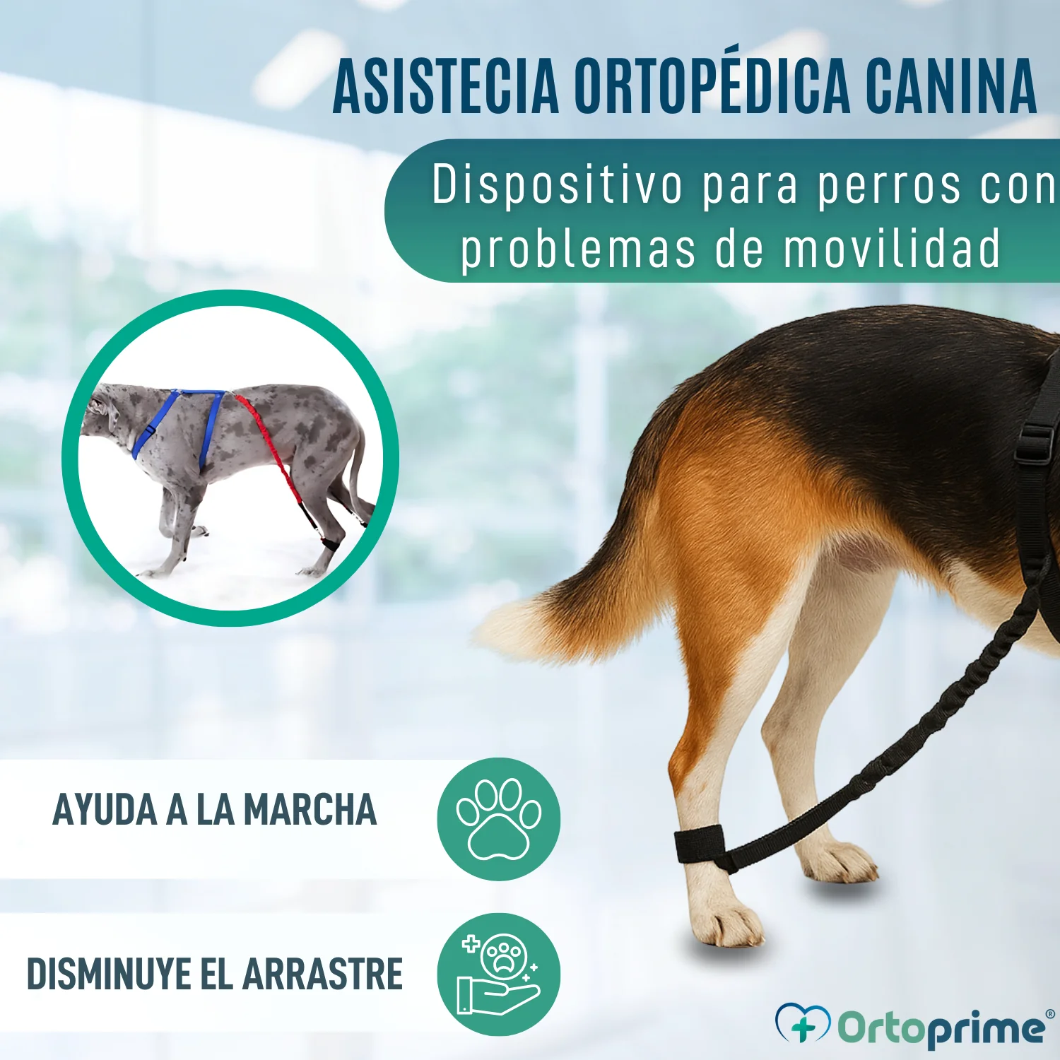 Dispositivo para Ataxia Canina | Asistencia para Perros - Image 4