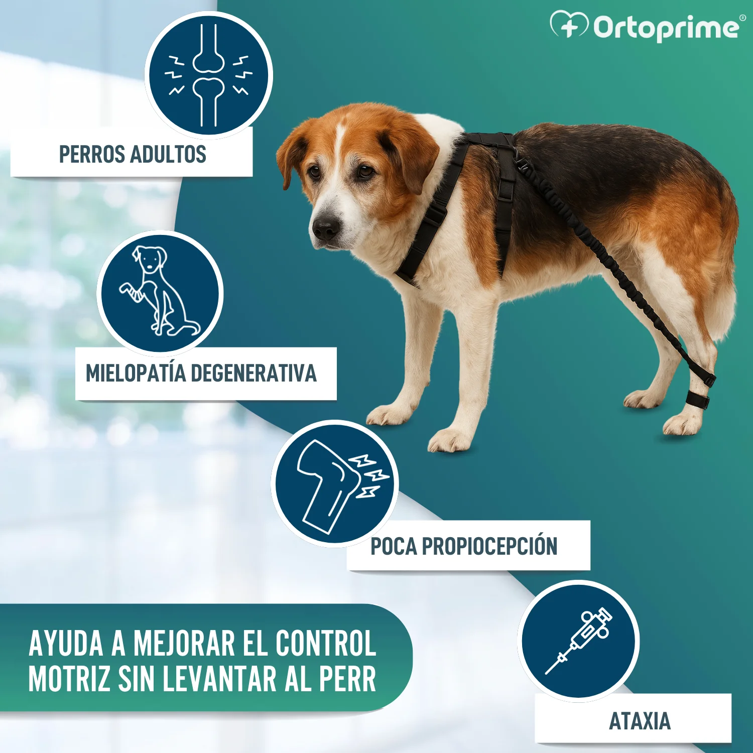 Dispositivo para Ataxia Canina | Asistencia para Perros - Image 5