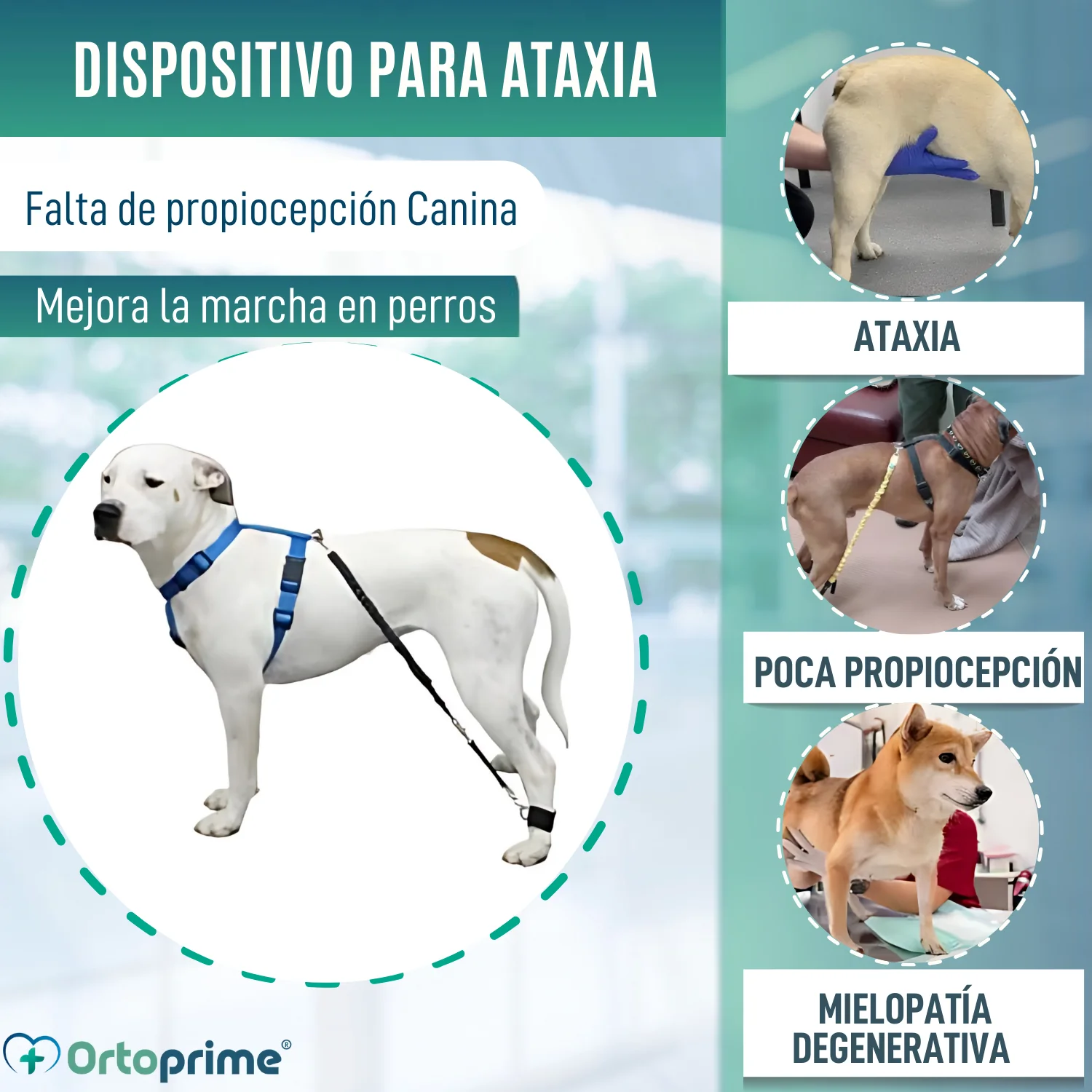 Dispositivo para Ataxia Canina | Asistencia para Perros - Image 6