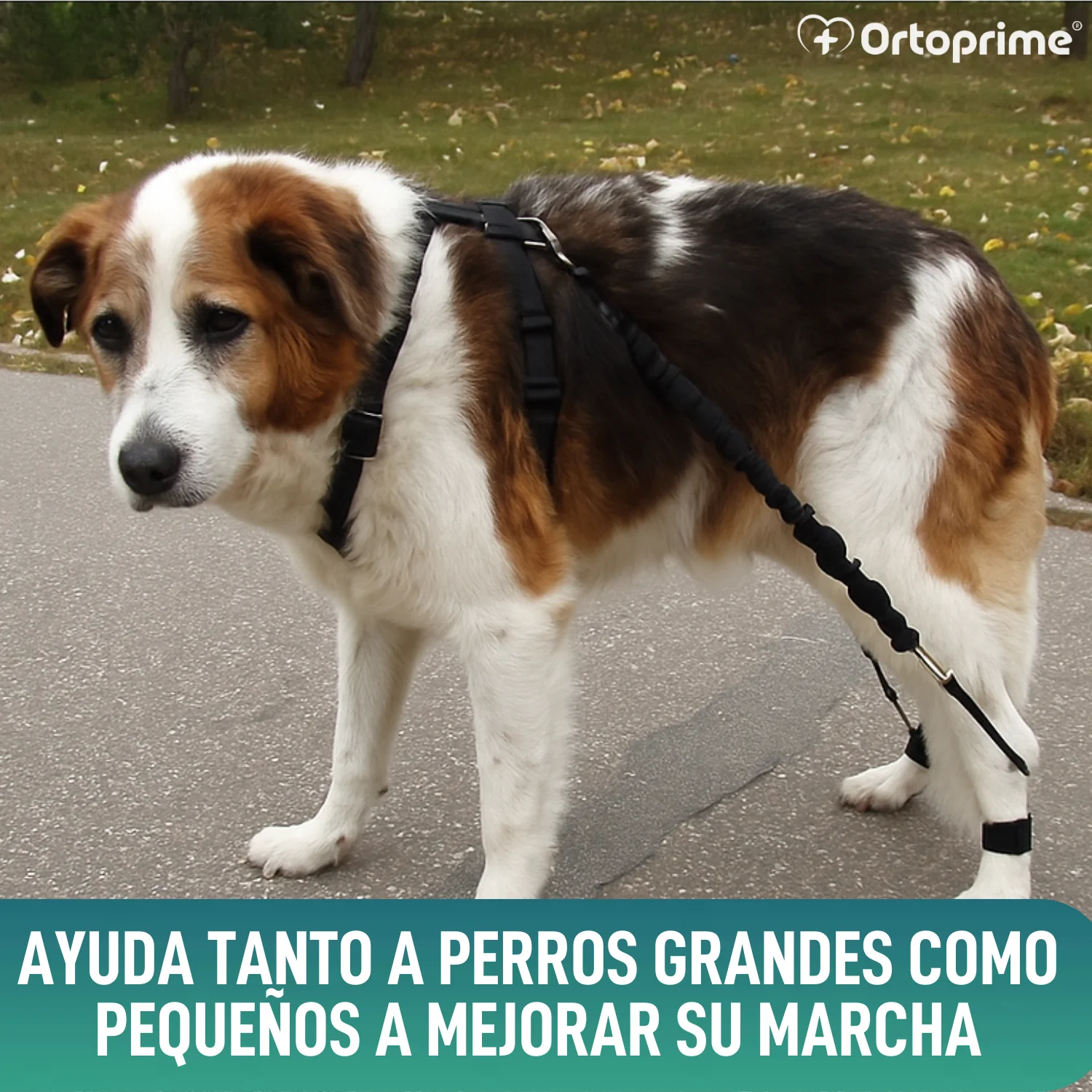 Dispositivo para Ataxia Canina | Asistencia para Perros - Image 7