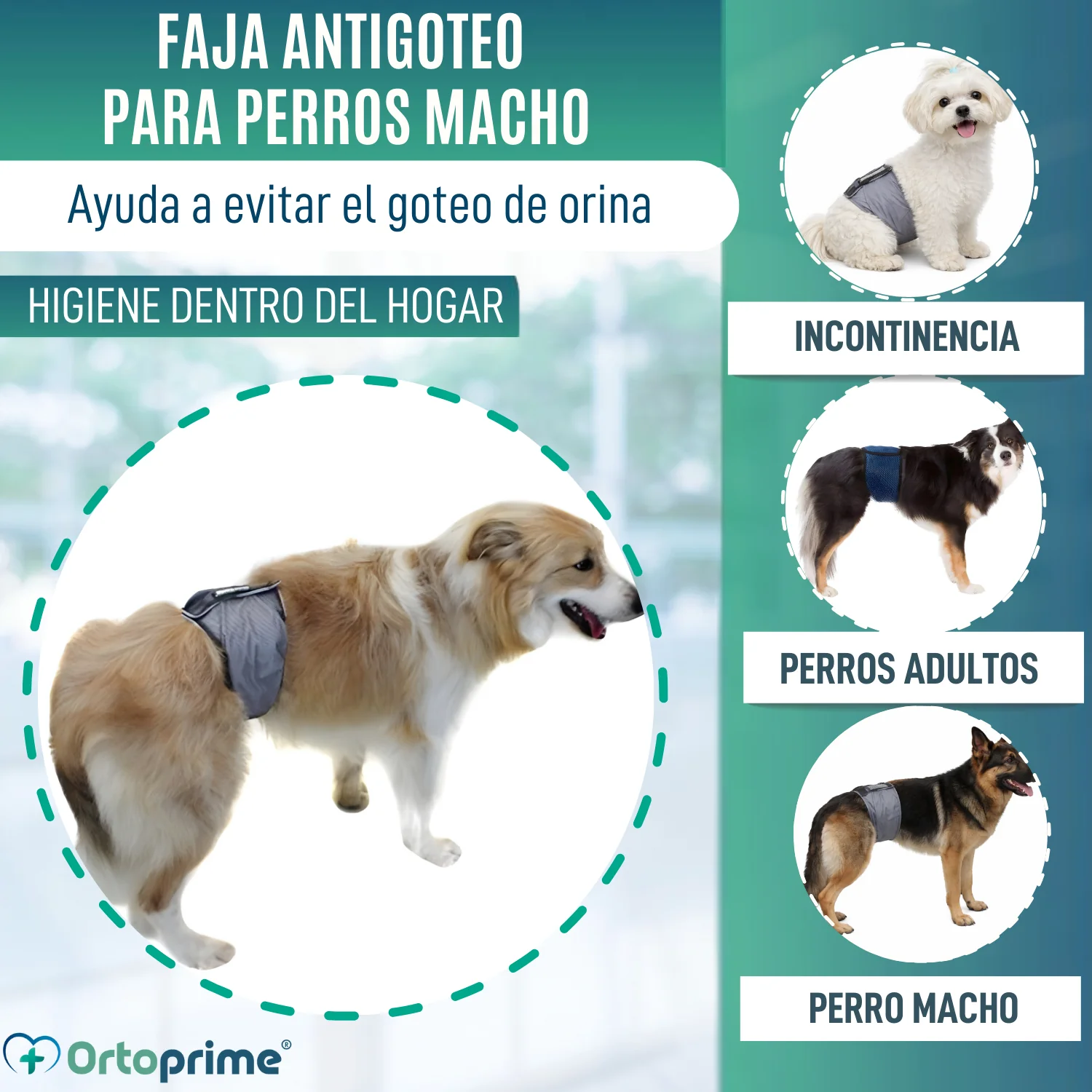 Faja Antigoteo para Incontinencia Canina | Perro Macho - Image 3