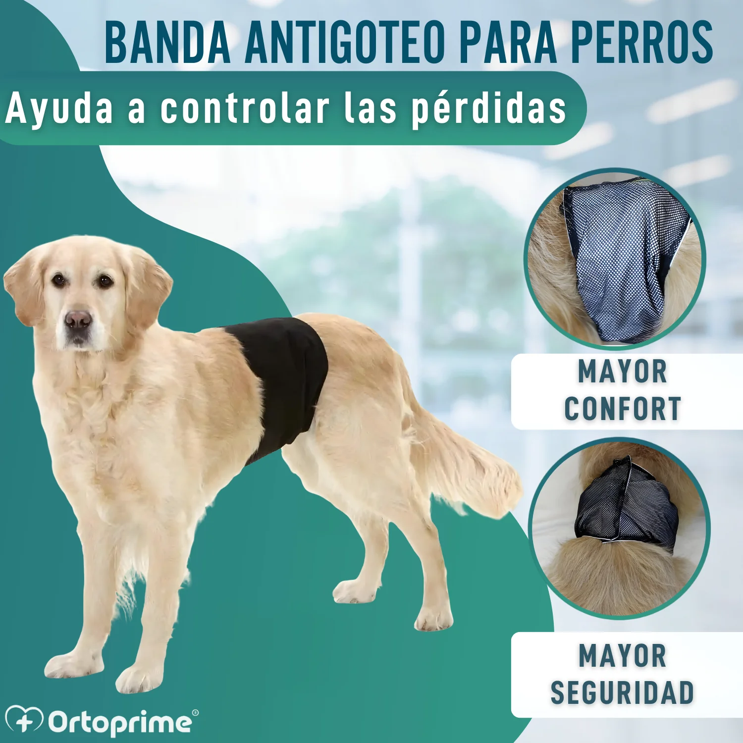 Faja Antigoteo para Incontinencia Canina | Perro Macho - Image 4