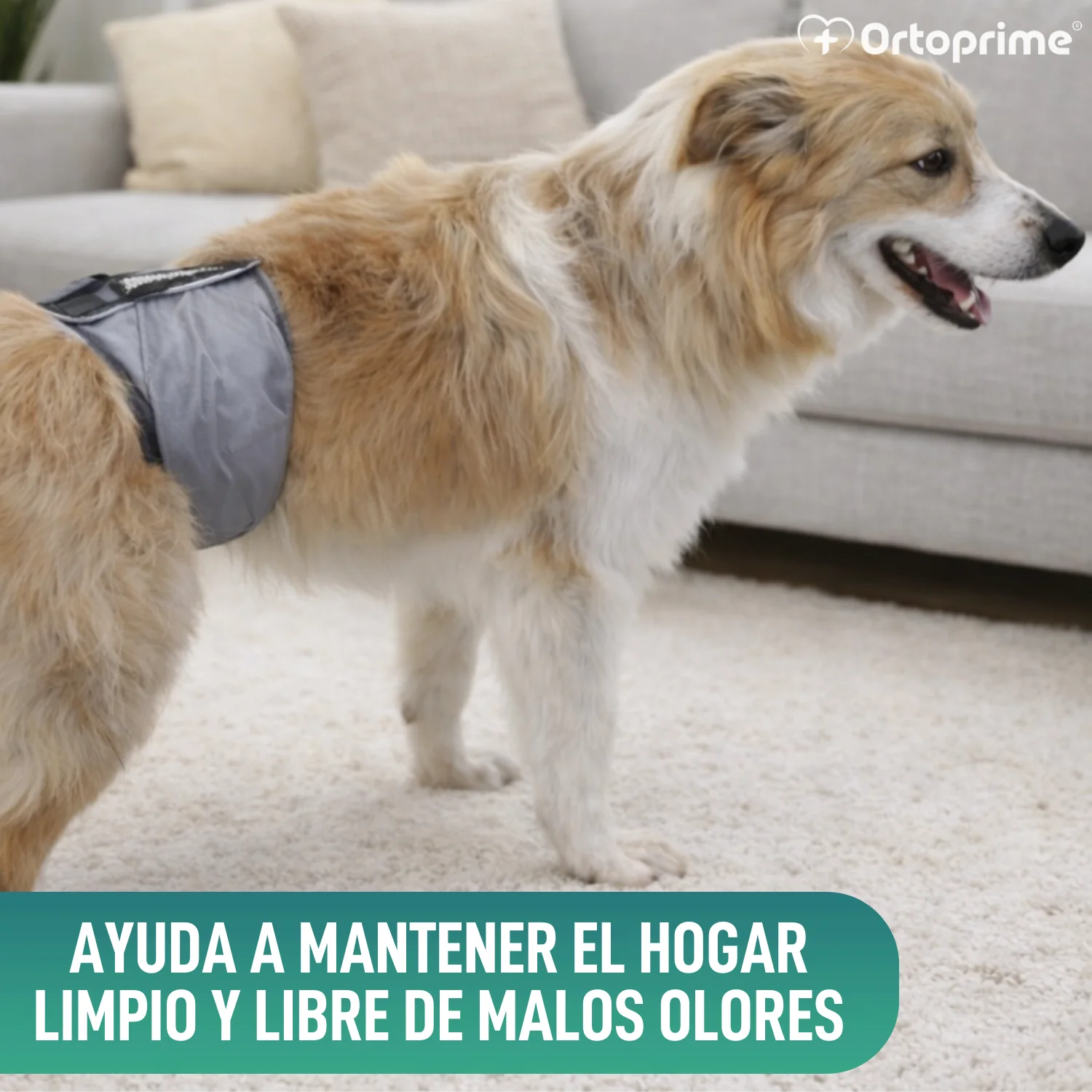 Faja Antigoteo para Incontinencia Canina | Perro Macho - Image 5