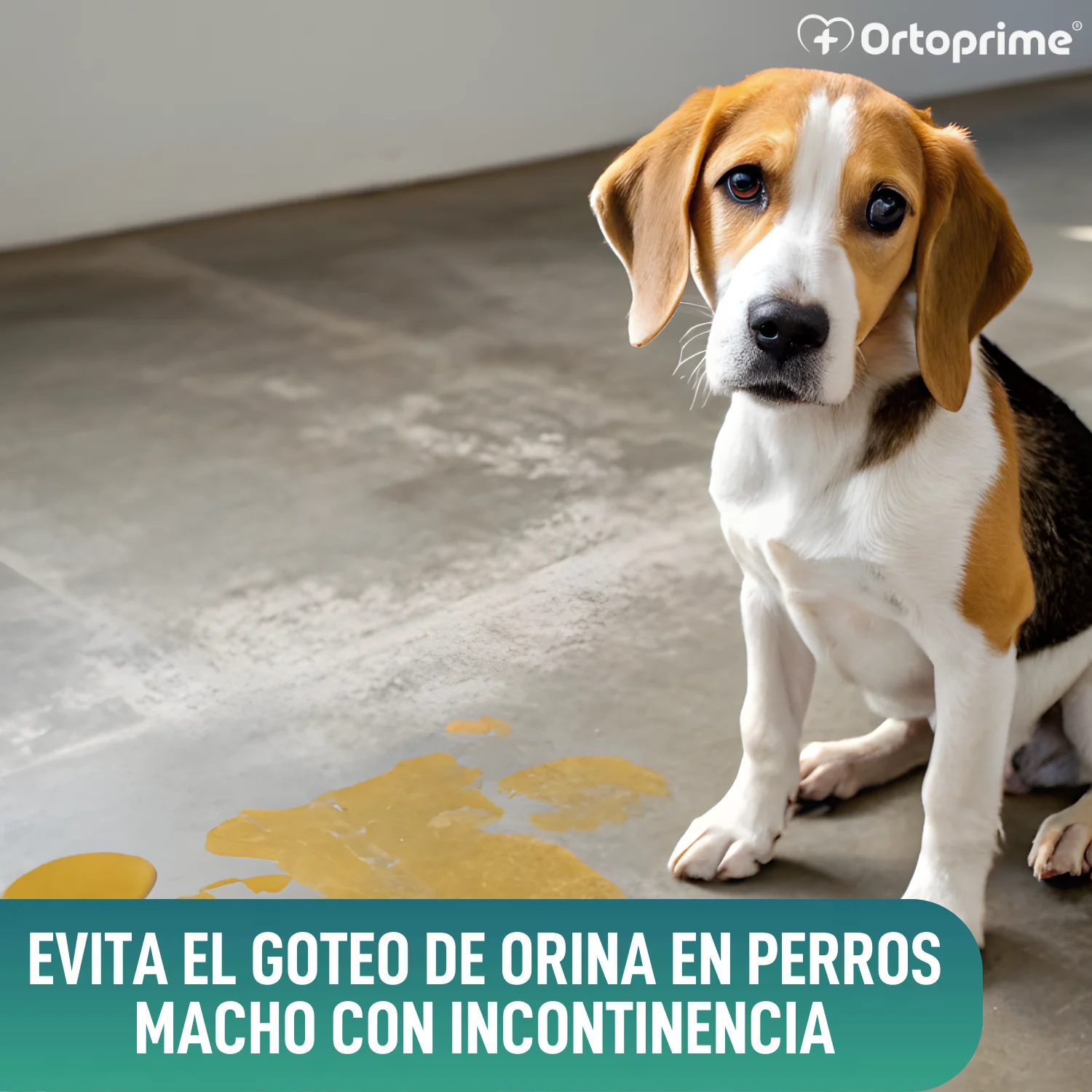 Faja Antigoteo para Incontinencia Canina | Perro Macho - Image 7