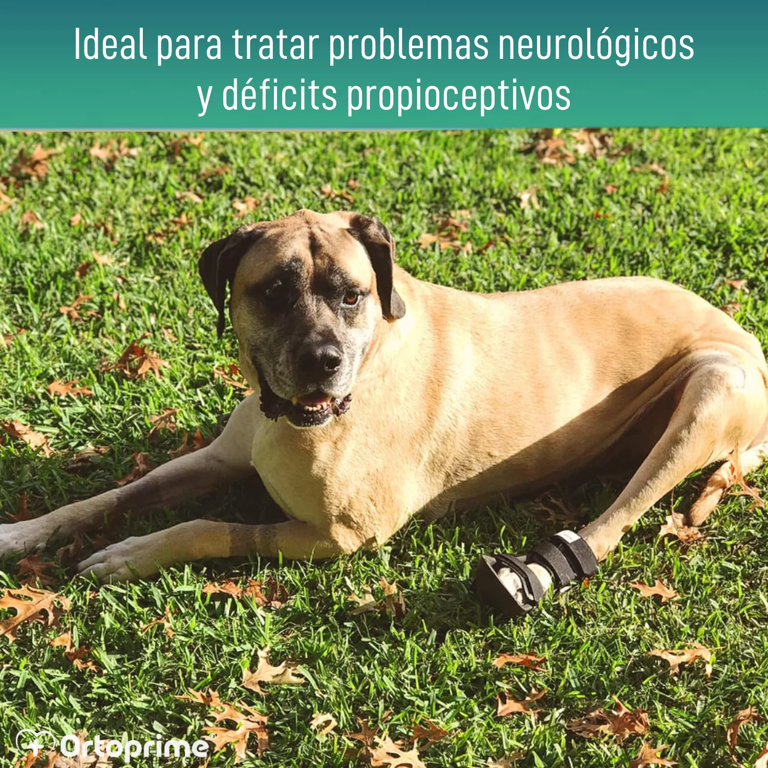 Férula de Bota Corta para Perros con Knuckling | 5 Tallas - Image 5