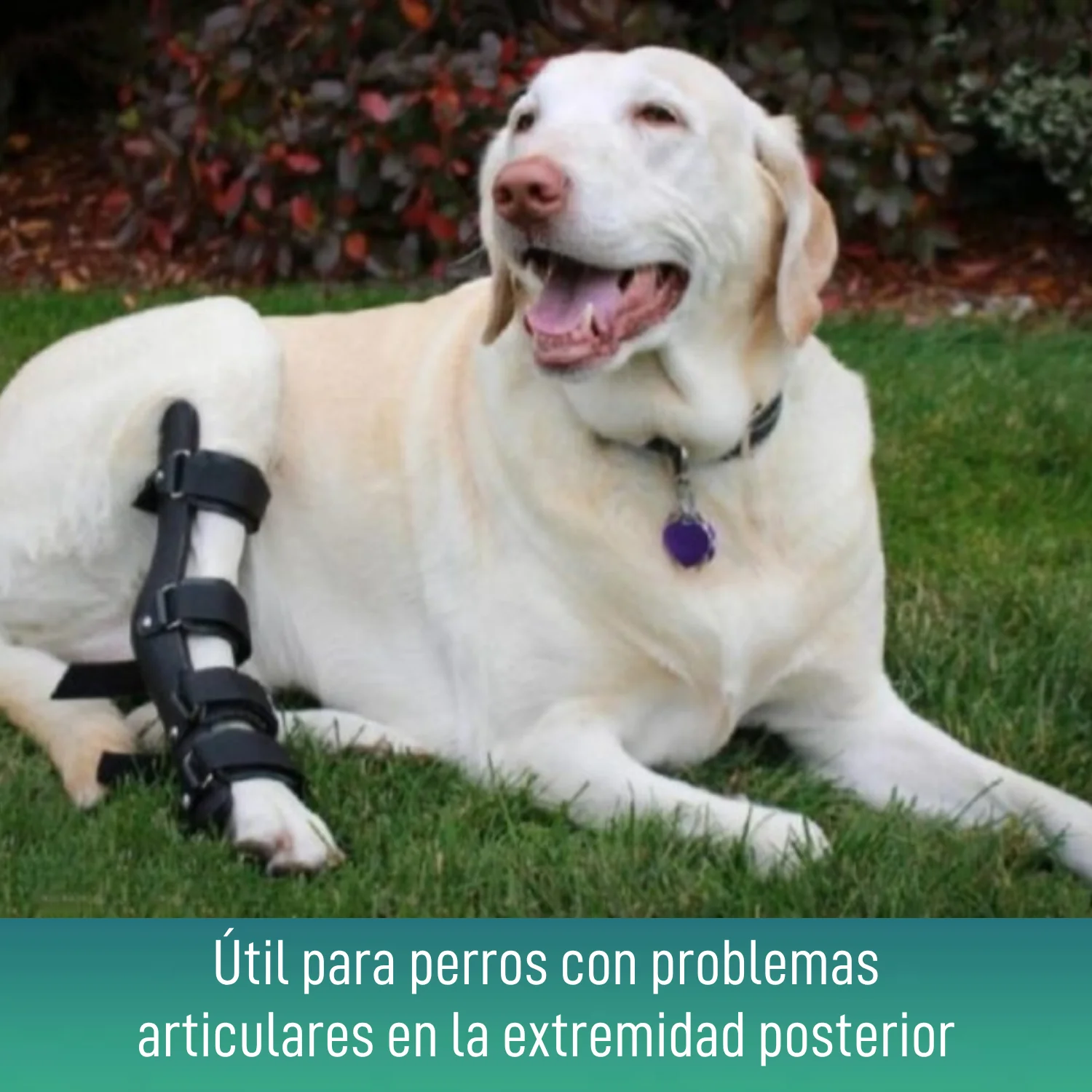 Férula Ortopédica para Perros con Lesiones de Tarso y Tobillo - Image 6