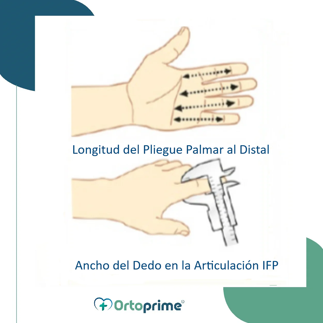 Férula Extensora de Dedo BORT | Por Tallas - Image 4