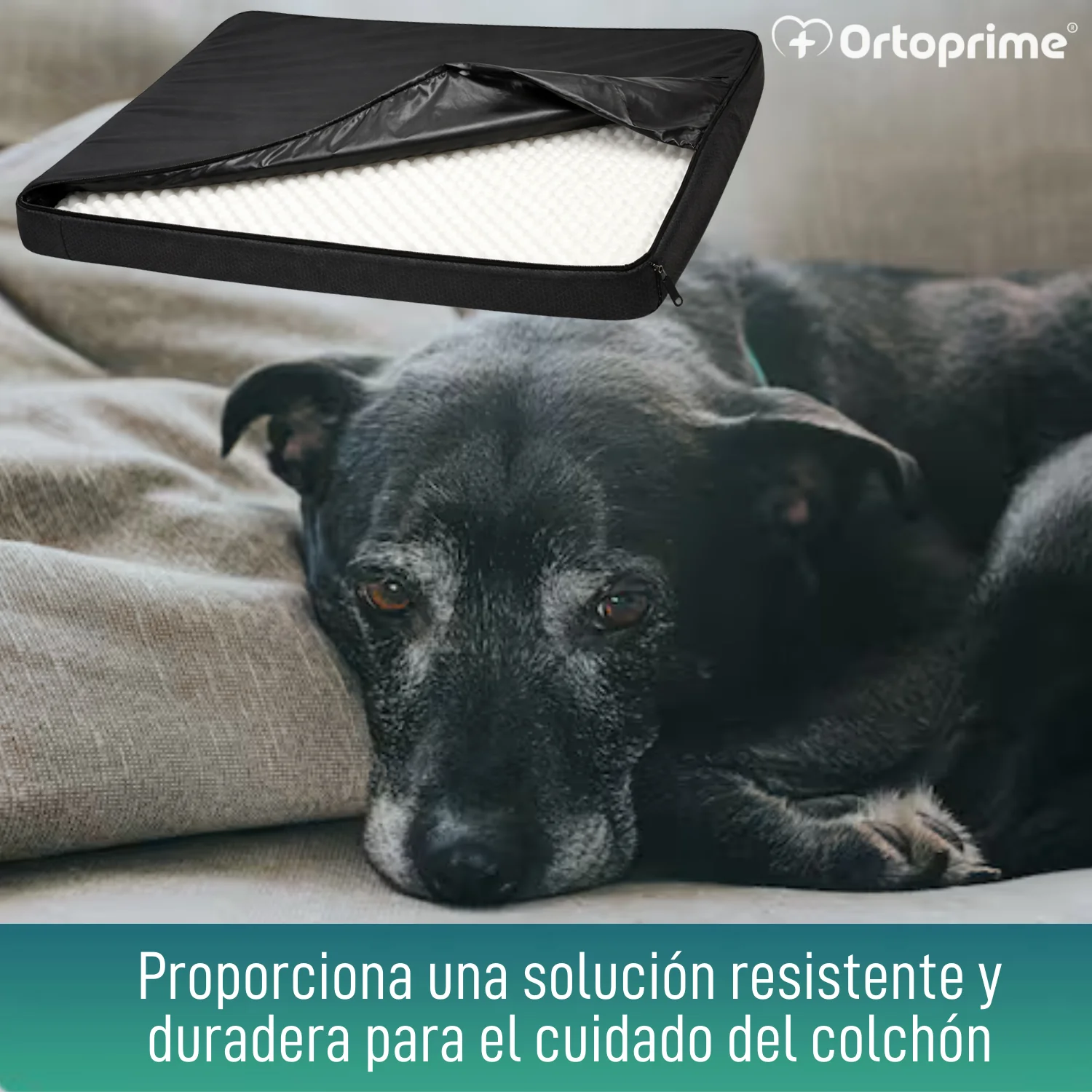 Funda Impermeable para Colchón Ortopédico Canino | 4 Medidas - Image 6