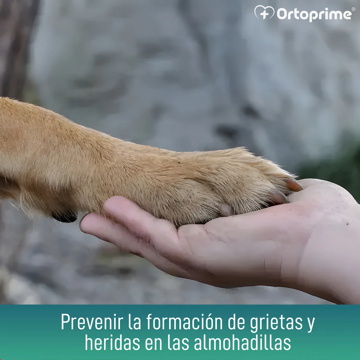 Gel Protector de Almohadillas para Perros | Aloe Vera 50ml - Image 4