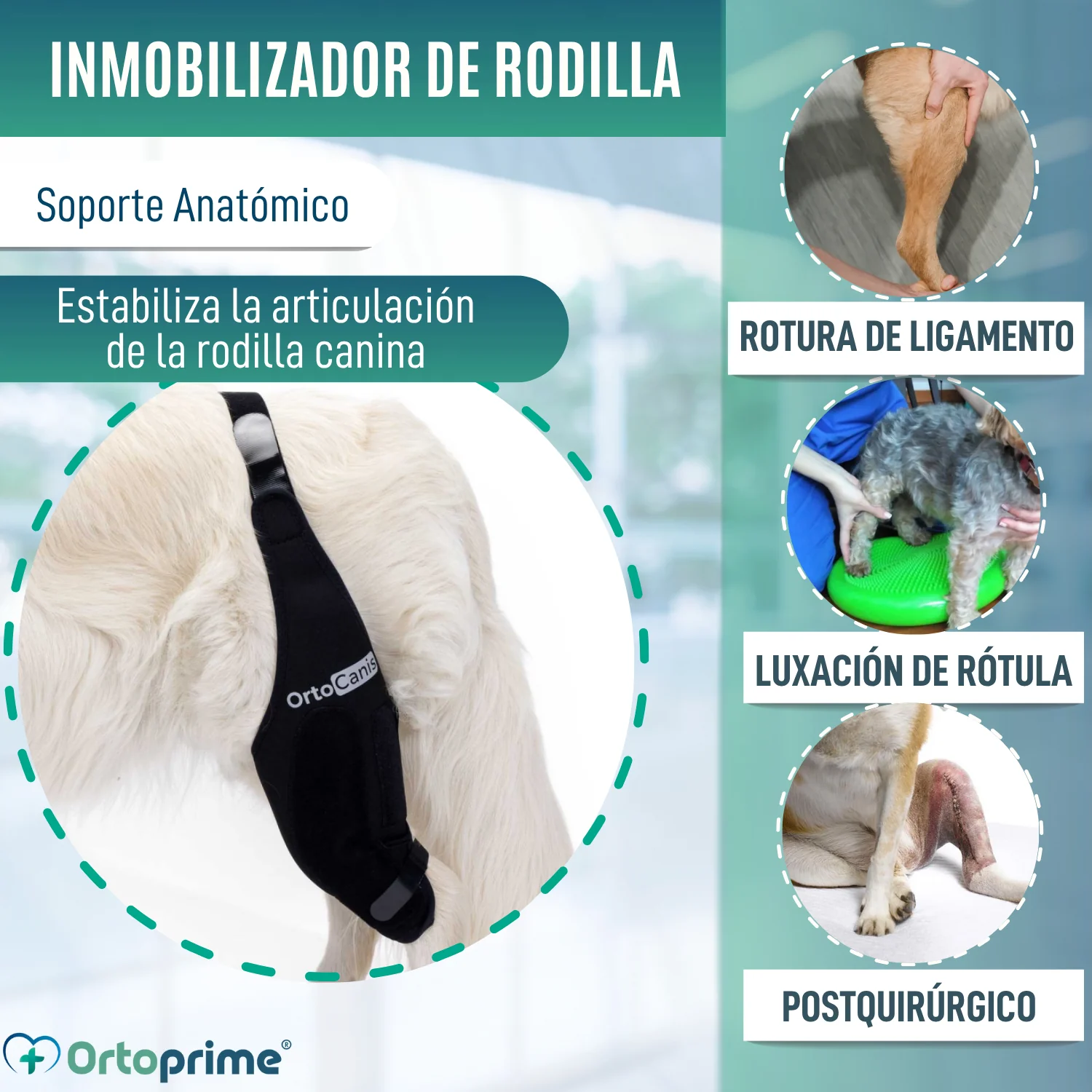 Inmovilizador de Rodilla para Perros de Neopreno | 9 Tallas - Image 3