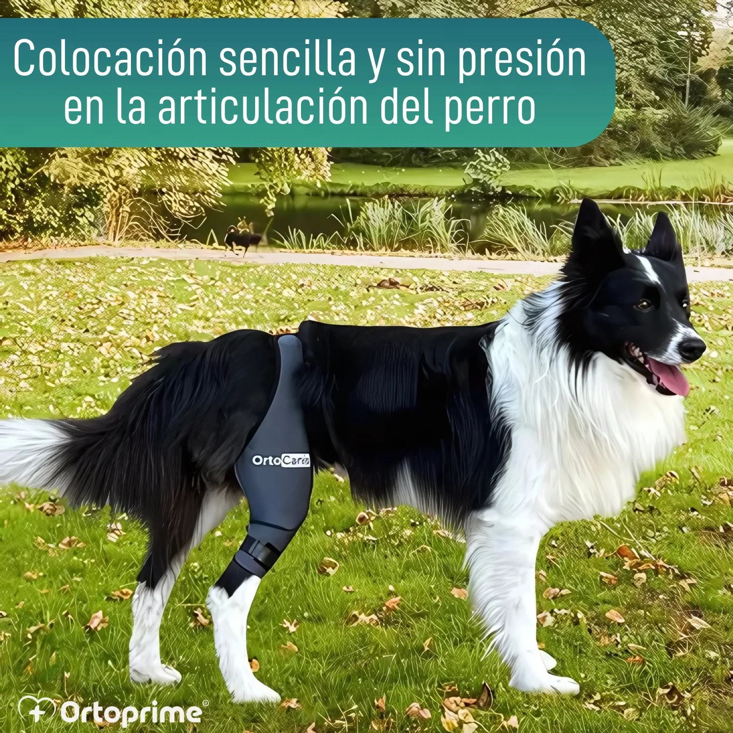 Inmovilizador de Rodilla para Perros de Neopreno | 9 Tallas - Image 7