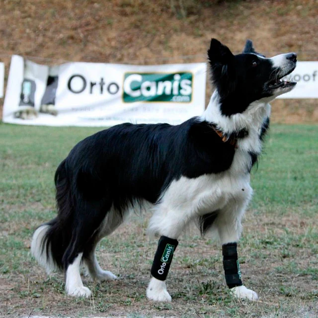 Muñequera para Perros con Lesiones de Tendones o Musculares - Image 3