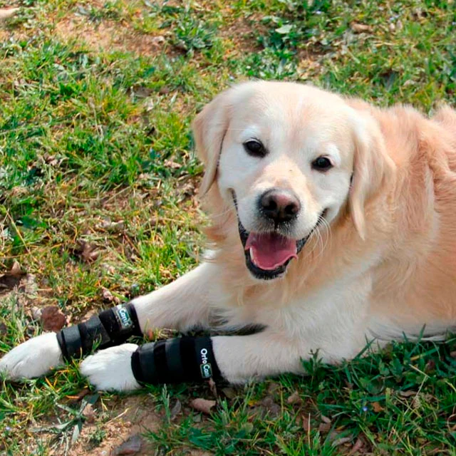 Muñequera para Perros con Lesiones de Tendones o Musculares - Image 6