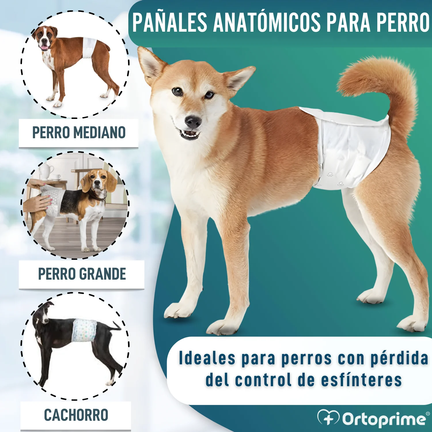 Pañales para Perro Macho Ultra Absorbente | Pack 12 Unidades - Image 3