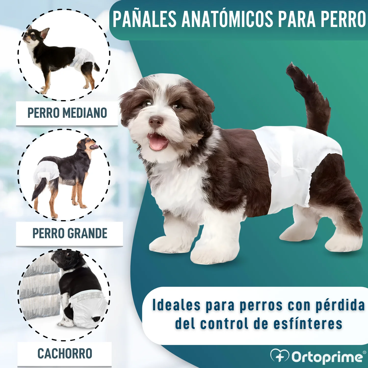 Pañales Caninos para Hembras y Cachorros | Máxima Absorción - Image 3