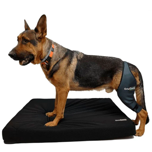 Rodillera Perros con Banda y Velcro Ajustable | Por Tallas - Image 8