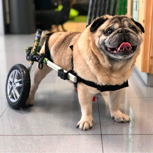 Silla de Ruedas de Perros Adaptables | Auxiliar y Apoyo Total - Image 7