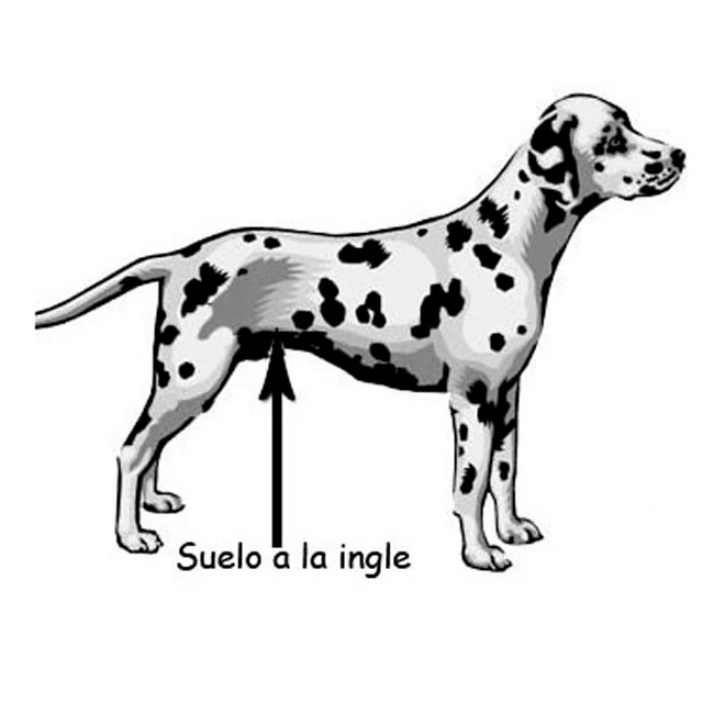 Silla de Ruedas de Perros Adaptables | Auxiliar y Apoyo Total - Image 8