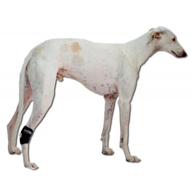 Soporte de Tarso para Perros Adaptable | Por Tallas - Image 4